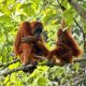 Quand préserver les orangs-outans fait progresser la pneumologie 