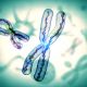 BPCO au féminin, le rôle salvateur du chromosome X