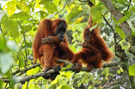 Quand préserver les orangs-outans fait progresser la pneumologie 